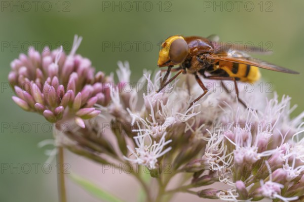 Hornet hoverfly (Volucella zonaria), Ahlhorn, Lower Saxony, Germany