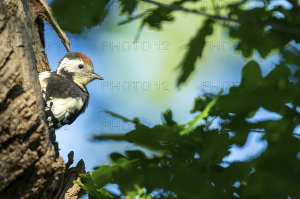 Young great spotted woodpecker (Dendrocopos major) at the breeding den, Ahlhorn, Lower Saxony,