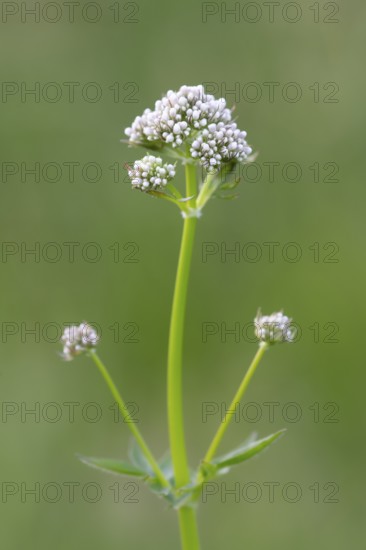 Water eupatorium (Eupatorium), Ahlhorn, Lower Saxony, Germany