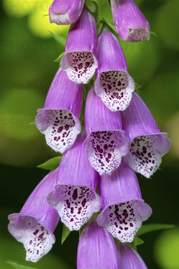 Flowers of the foxglove (Digitalis purpurea), Vechta, Lower Saxony, Germany