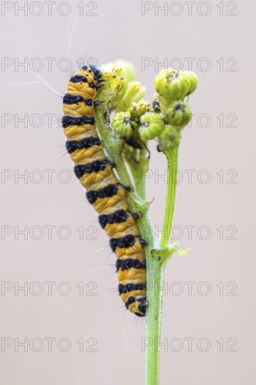 Caterpillar of the scabious bear (Tyria jacobaeae), Ahlhorn, Lower Saxony, Germany