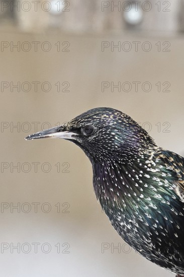 Starling (Sturnus vulgaris) adult bird in spotted winter plumage, sitting on a fence post, animal