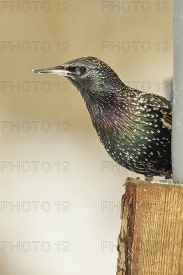 Starling (Sturnus vulgaris) adult bird in spotted winter plumage, sitting on a fence post,