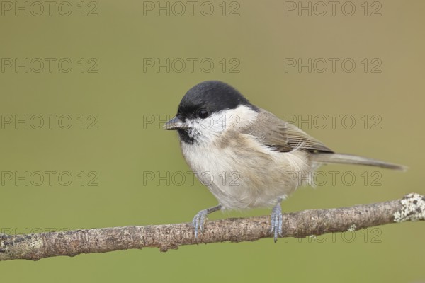 Willow Tit (Parus montanus), Willow Tit (Parus montanus) sitting on a branch overgrown with moss,