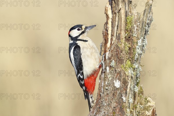 Great spotted woodpecker (Dendrocopos major), male, foraging on a tree stump overgrown with moss