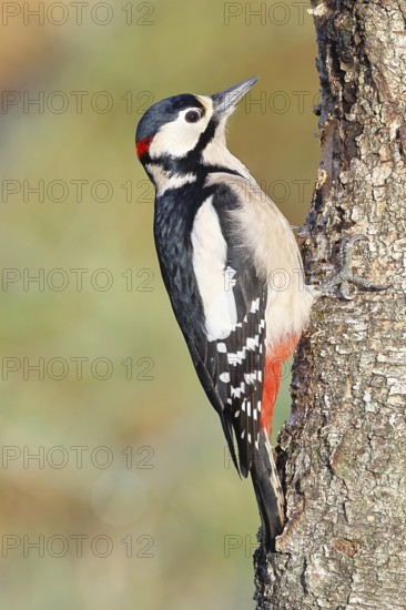 Great spotted woodpecker (Dendrocopus major), male, foraging on the trunk of a common birch (Betula
