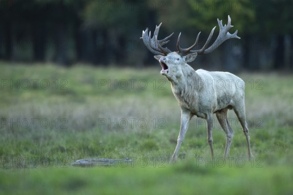 White red deer (Cervus elaphus) in rut, roaring, hunting, Klamptenborg, Copenhagen, Denmark