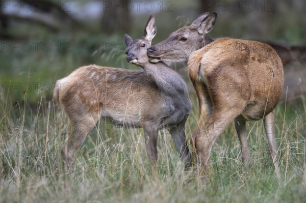 Red deer (Cervus elaphus), calf and doe, Klamptenborg, Copenhagen, Denmark