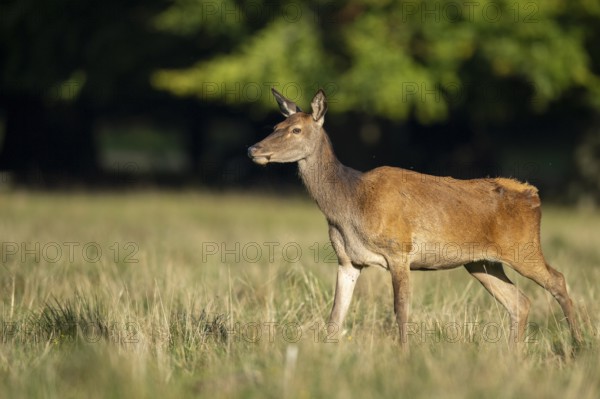 Red deer (Cervus elaphus), doe, bare deer, hunting, Klamptenborg, Copenhagen, Denmark