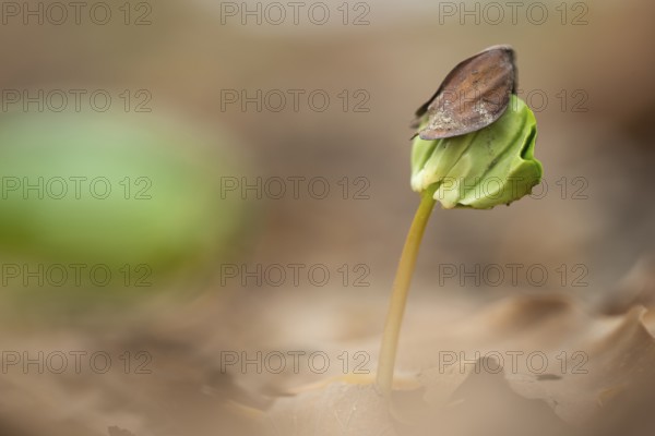 Beech seedling on forest floor in Jasmund National Park, Sassnitz, Rügen, Mecklenburg-Western