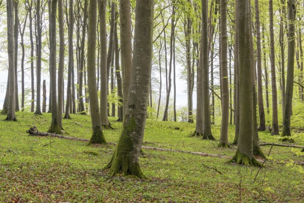 Beech forest on chalk cliffs in Jasmund National Park on Rügen, Sassnitz, Rügen,