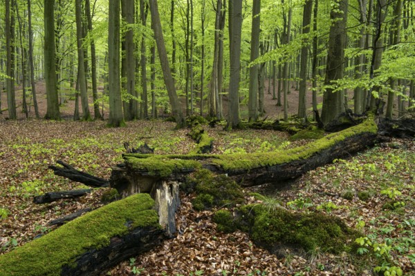 Old beech forest with dead wood in Jasmund National Park on Rügen, Sassnitz, Rügen,