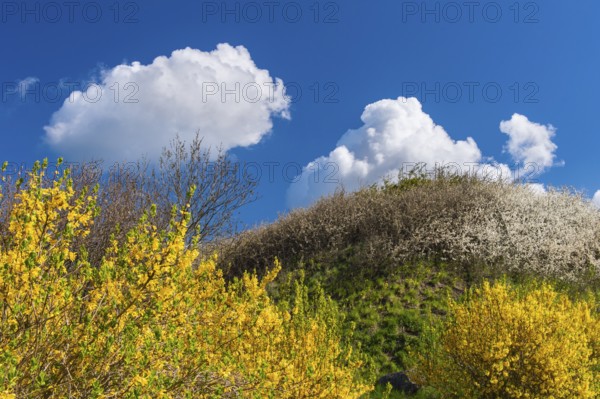 Flowering broom (Genista) at the Tempelberg on Rügen, Rügen, Bobbin, Mecklenburg-Vorpommern,