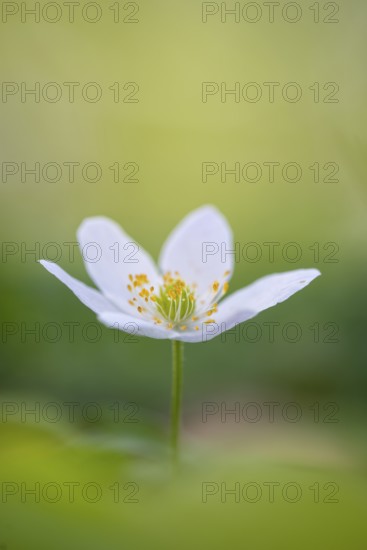 Wood anemone (Anemone nemorosa), Rügen, Sassnitz, Lower Saxony, Germany