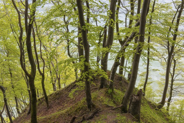 Beech forest with view of chalk cliffs in Jasmund National Park on Rügen, Sassnitz, Rügen,