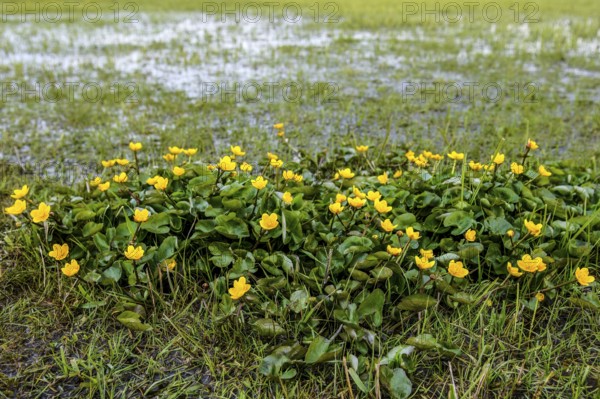 Yellow flowers of marsh marigolds (Caltha palustris) in front of a wide landscape panorama of the