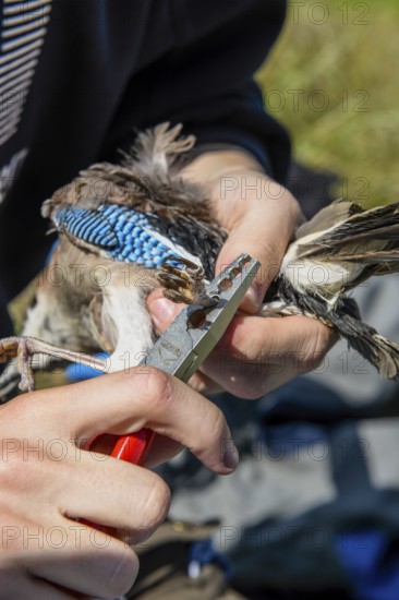 Eurasian Jay (Garrulus glandarius) being held by a person while being ringed with special tongs