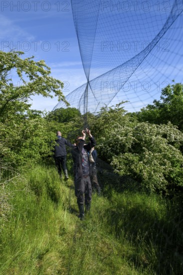 Three people set up a Japanese network for scientific bird trapping, bird research, ringing,