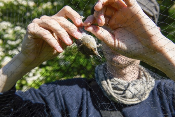 A person releases a blackcap (Sylvia atricapilla) from a net in the sunlight to measure and ring it
