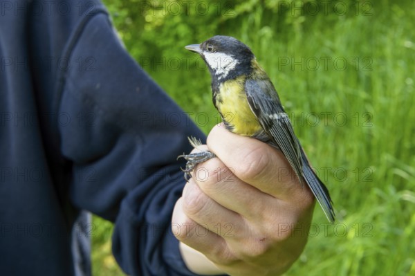 A person holds a great tit (Parus major) in his hand in front of a green background, bird migration