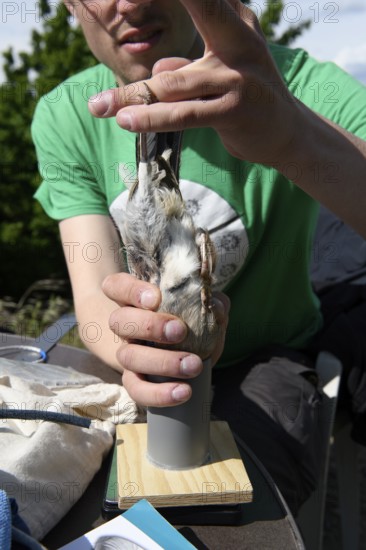 Person weighs a bird with a pipe on a scale, bird research, ringing, Münsterland, North