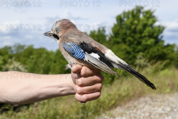 Eurasian Jay (Garrulus glandarius) being held by a person, the ringing operation in front of its