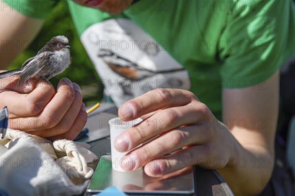 Close-up of a person examining a long-tailed tit (Aegithalos caudatus), bird research, ringing,