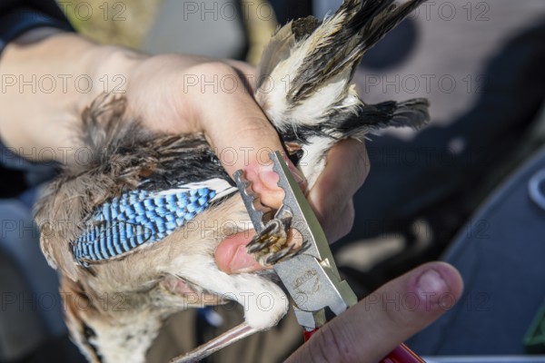 Eurasian Jay (Garrulus glandarius) being held by a person while being ringed with special tongs