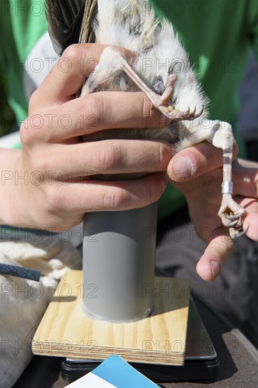Bird leg with ring held on a scale, jay (Garrulus glandarius) from a ringing campaign, Münsterland,
