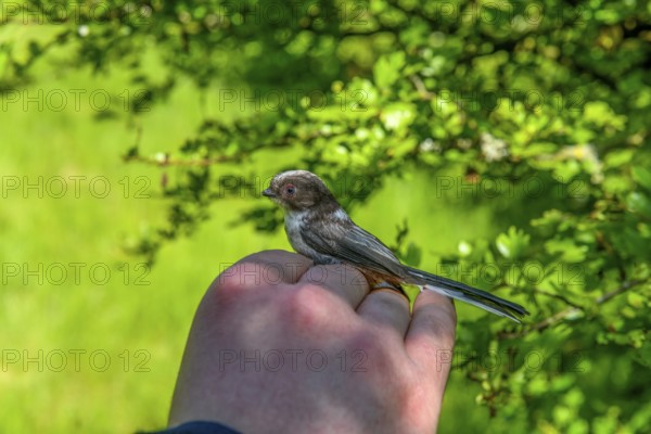 A long-tailed tit (Aegithalos caudatus) is carefully held in the hand in front of a natural green