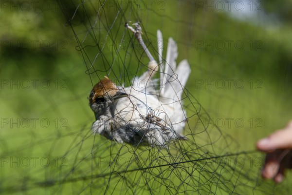 A female blackcap (Sylvia atricapilla) is caught in a net Bird migration research, Münsterland,