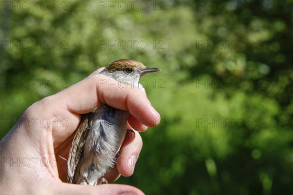 A female blackcap (Sylvia atricapilla) is carefully held by hands in front of a soft green