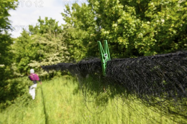 A Japan net for catching migratory birds with a green bracket is secured with trees in the