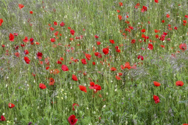 A lush field of red poppies (Papaver rhoeas) radiating a calm and idyllic atmosphere, Münsterland,