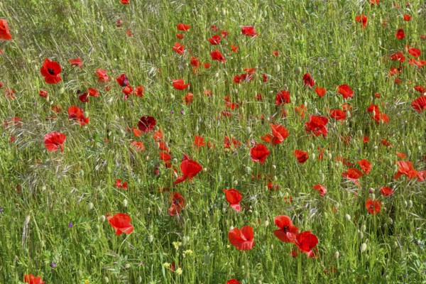 A flowering poppy field (Papaver rhoeas) with intense red flowers under a sunny sky, Münsterland,
