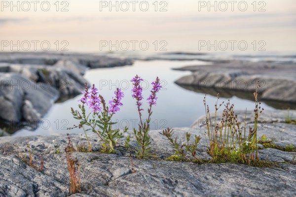 Purple loosestrife (Lythrum salicaria) growing between granite rocks on the shore of quiet Lake