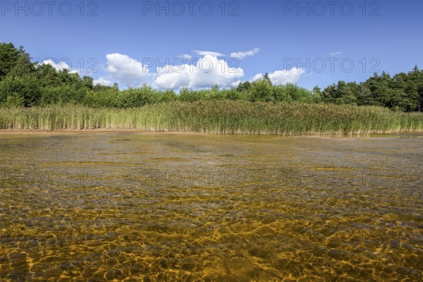 Clear water with visible lake bed surrounded by reeds, forests under bright skies on Lake Vänern,