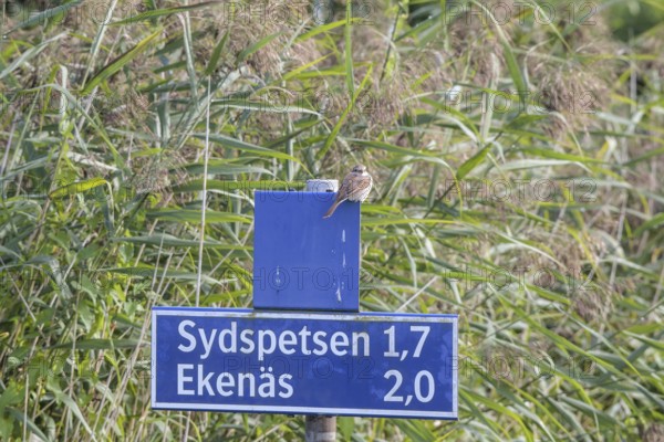 Female Red-backed Shrike (Lanius collurio) sitting on a blue shield against a background of reeds,