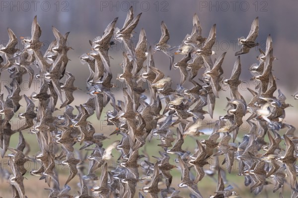 A flock of ruffs (Calidris pugnax, Syn.: Philomachus pugnax) flies close over the water, dynamic