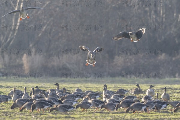 Bean geese (Anser fabalis), Emsland, Lower Saxony, Germany