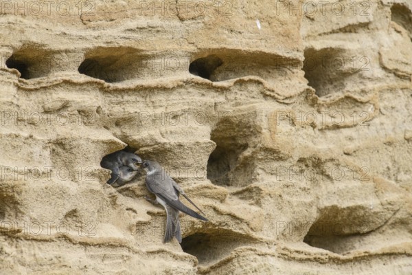 Sand martin (Riparia riparia) nesting in a sand pit Sand excavation and feeding chicks in a nest in