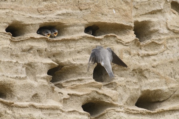 Sand martin (Riparia riparia) Young birds Chicks and feeding parents in a sand pit Sand excavation,