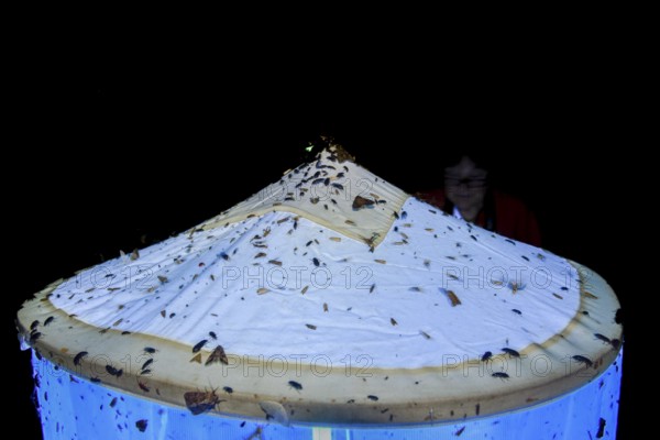 Close-up view of a light tent covered with insects, Lichtfang at night, Diepholz district, Lower