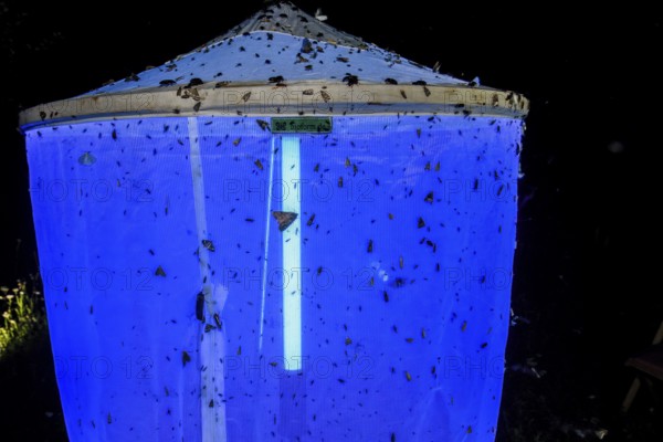 Illuminated and insect-covered light tent light capture at night under a dark sky, Diepholz