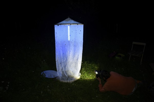 Person, biologist, butterfly researcher, biologist, butterfly researcher photographs an