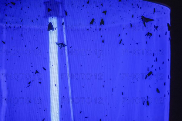 Moth moth around a ray of blue light on a light tent Light catch at night, Diepholz district, Lower