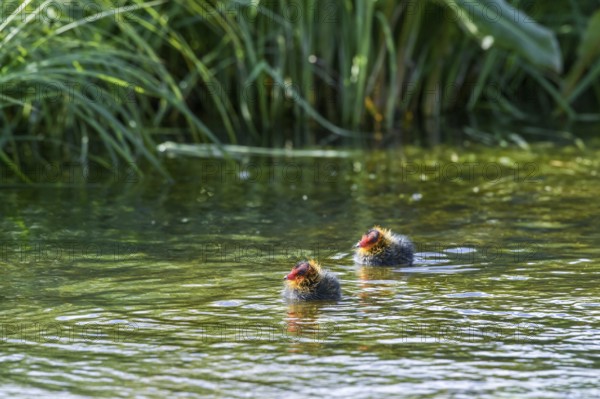 Two coot chicks (Fulica atra) swimming side by side in green water, Dümmer nature park Park, Lower