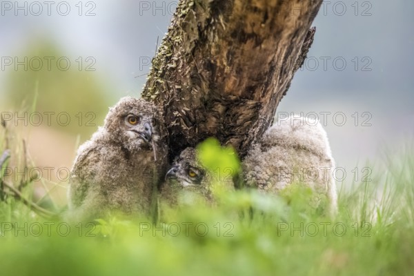Three young eagle owls (Bubo bubo) resting next to a tree trunk in a green forest, Lower Saxony,