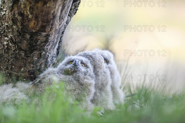 Eurasian Eagle-owl (Bubo bubo) chicks sitting hidden in their nest near a tree in the grass and