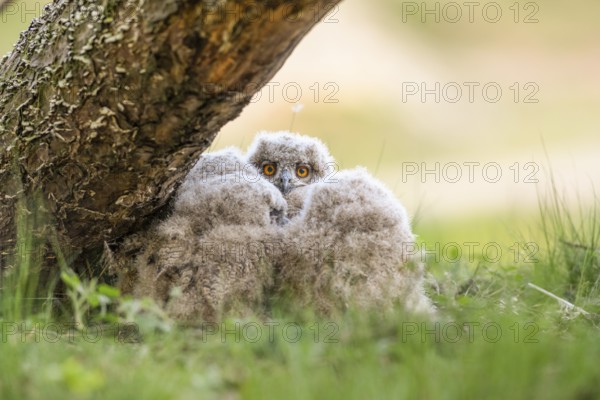 Eurasian Eagle-owl (Bubo bubo) chick peering curiously between the fluffy feathers of its siblings,